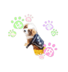 キャバリア♂ライト_毎日ゆるカワ日常ver.1（個別スタンプ：38）