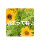 OKINAWAの景色やお花に癒されて（個別スタンプ：12）
