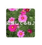 OKINAWAの景色やお花に癒されて（個別スタンプ：17）