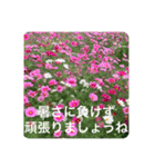 OKINAWAの景色やお花に癒されて（個別スタンプ：18）