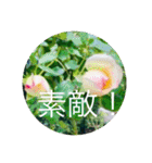 OKINAWAの景色やお花に癒されて（個別スタンプ：19）