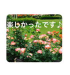 OKINAWAの景色やお花に癒されて（個別スタンプ：25）