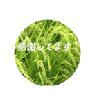 OKINAWAの景色やお花に癒されて（個別スタンプ：26）