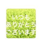 OKINAWAの景色やお花に癒されて（個別スタンプ：27）