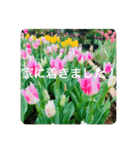 OKINAWAの景色やお花に癒されて（個別スタンプ：32）