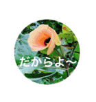 OKINAWAの景色やお花に癒されて（個別スタンプ：33）
