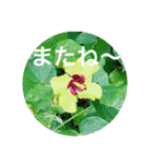 OKINAWAの景色やお花に癒されて（個別スタンプ：34）