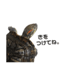 ミドリガメのみーちゃん（個別スタンプ：5）