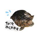 ミドリガメのみーちゃん（個別スタンプ：10）