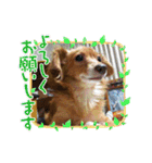 チワックス(チワワ×ダックス)のクッキー（個別スタンプ：2）
