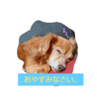 チワックス(チワワ×ダックス)のクッキー（個別スタンプ：5）