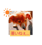 チワックス(チワワ×ダックス)のクッキー（個別スタンプ：10）