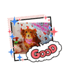 チワックス(チワワ×ダックス)のクッキー（個別スタンプ：12）