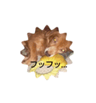 チワックス(チワワ×ダックス)のクッキー（個別スタンプ：14）