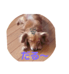 チワックス(チワワ×ダックス)のクッキー（個別スタンプ：15）