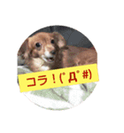 チワックス(チワワ×ダックス)のクッキー（個別スタンプ：18）