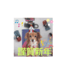 チワックス(チワワ×ダックス)のクッキー（個別スタンプ：20）