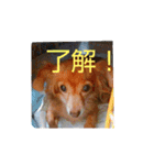 チワックス(チワワ×ダックス)のクッキー（個別スタンプ：23）