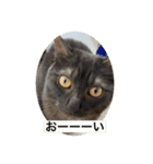 とぴまるすいさん（個別スタンプ：11）
