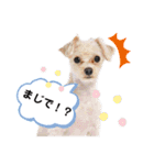 ひなももすたんぷ！（個別スタンプ：11）