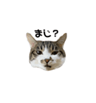 よく喋るねこ よもぎとすあま（個別スタンプ：1）