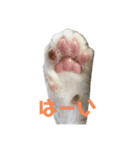 よく喋るねこ よもぎとすあま（個別スタンプ：2）