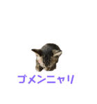 よく喋るねこ よもぎとすあま（個別スタンプ：3）