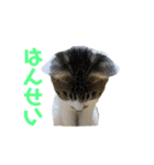 よく喋るねこ よもぎとすあま（個別スタンプ：4）
