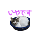 よく喋るねこ よもぎとすあま（個別スタンプ：5）