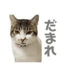 よく喋るねこ よもぎとすあま（個別スタンプ：6）