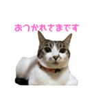 よく喋るねこ よもぎとすあま（個別スタンプ：8）