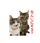 よく喋るねこ よもぎとすあま（個別スタンプ：9）
