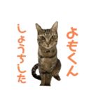 よく喋るねこ よもぎとすあま（個別スタンプ：10）