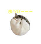 よく喋るねこ よもぎとすあま（個別スタンプ：11）