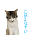 よく喋るねこ よもぎとすあま（個別スタンプ：12）
