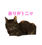 よく喋るねこ よもぎとすあま（個別スタンプ：13）