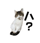 よく喋るねこ よもぎとすあま（個別スタンプ：14）