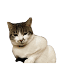 よく喋るねこ よもぎとすあま（個別スタンプ：15）