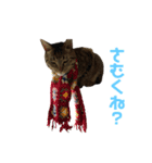 よく喋るねこ よもぎとすあま（個別スタンプ：16）