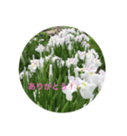 kinko＿写真7（個別スタンプ：7）