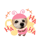 コーギーのミミちゃん！！！（個別スタンプ：5）