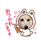 コーギーのミミちゃん！！！（個別スタンプ：10）