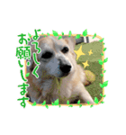 コーギーのミミちゃん！！！（個別スタンプ：22）