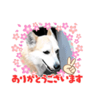 コーギーのミミちゃん！！！（個別スタンプ：23）