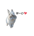 動物たち❤︎（個別スタンプ：2）