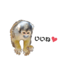 動物たち❤︎（個別スタンプ：3）
