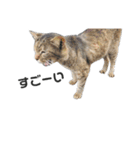 動物たち❤︎（個別スタンプ：4）