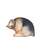 動物たち❤︎（個別スタンプ：15）