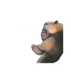動物たち❤︎（個別スタンプ：16）