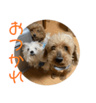 チワワのゆずたん(6)番外編（個別スタンプ：2）